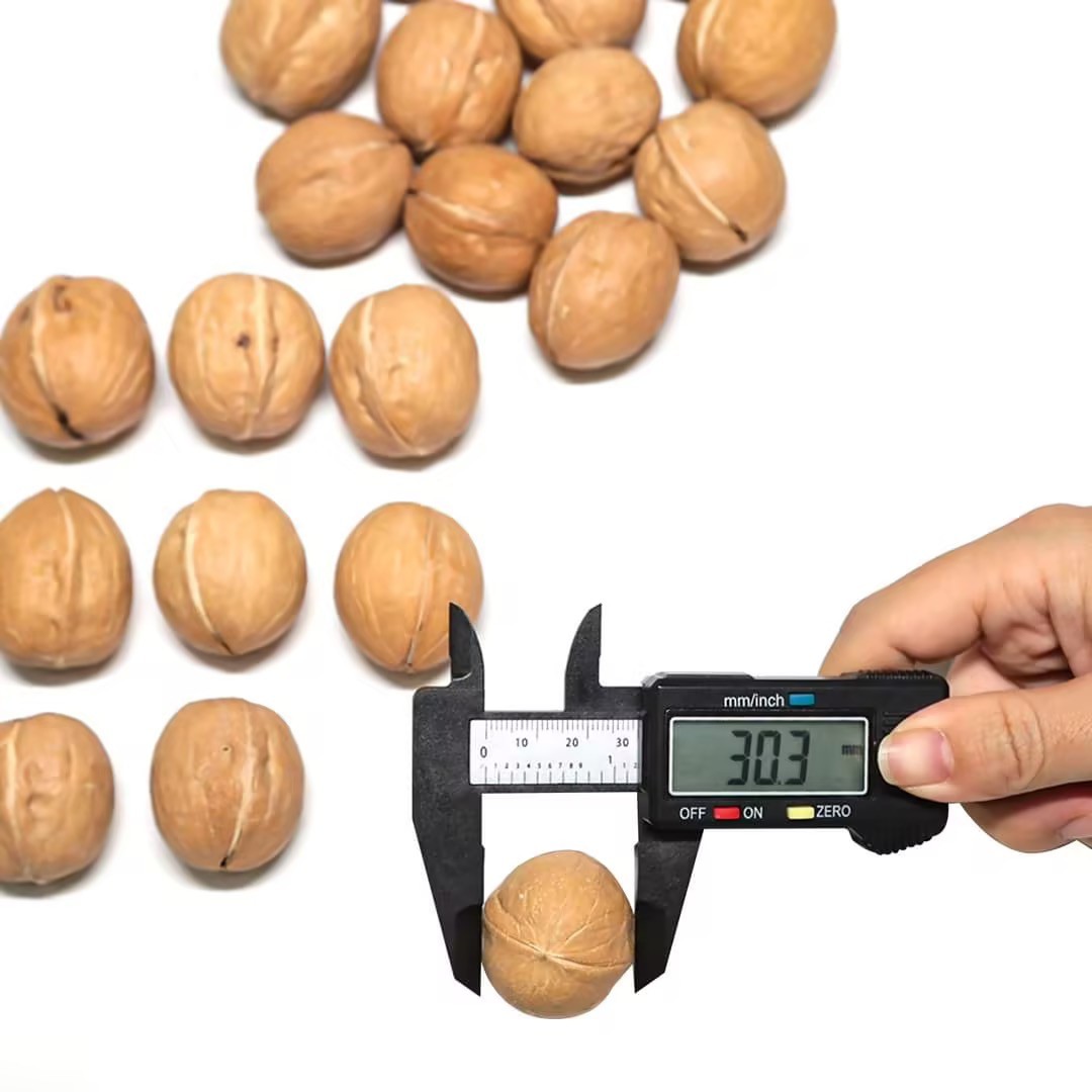 Walnut